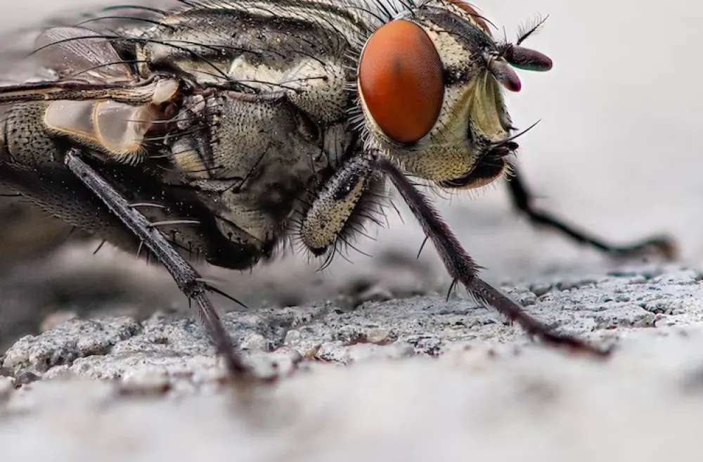 Uz ovaj trik otjeraćete muhe bez pesticida