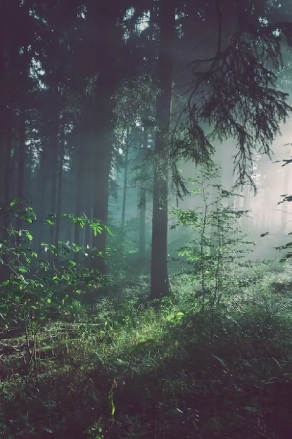 Foto:<br>Unsplash- ilustracija<br>Sebastian Unrau