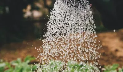 Poprskajte ba&scaron;tu pomoću ovog "blaga" i gledajte kako buja