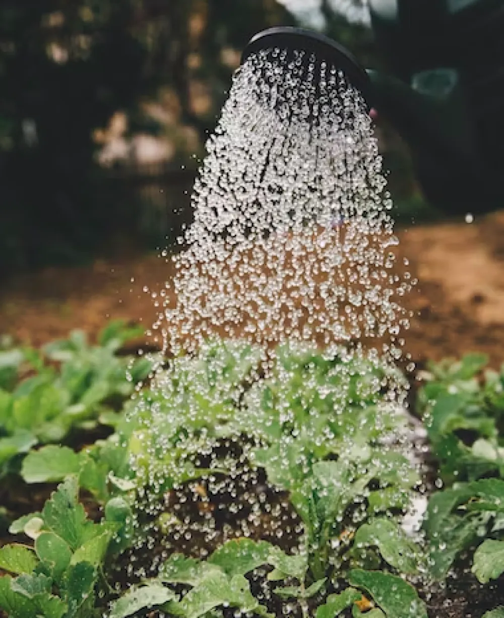 Poprskajte ba&scaron;tu pomoću ovog "blaga" i gledajte kako buja