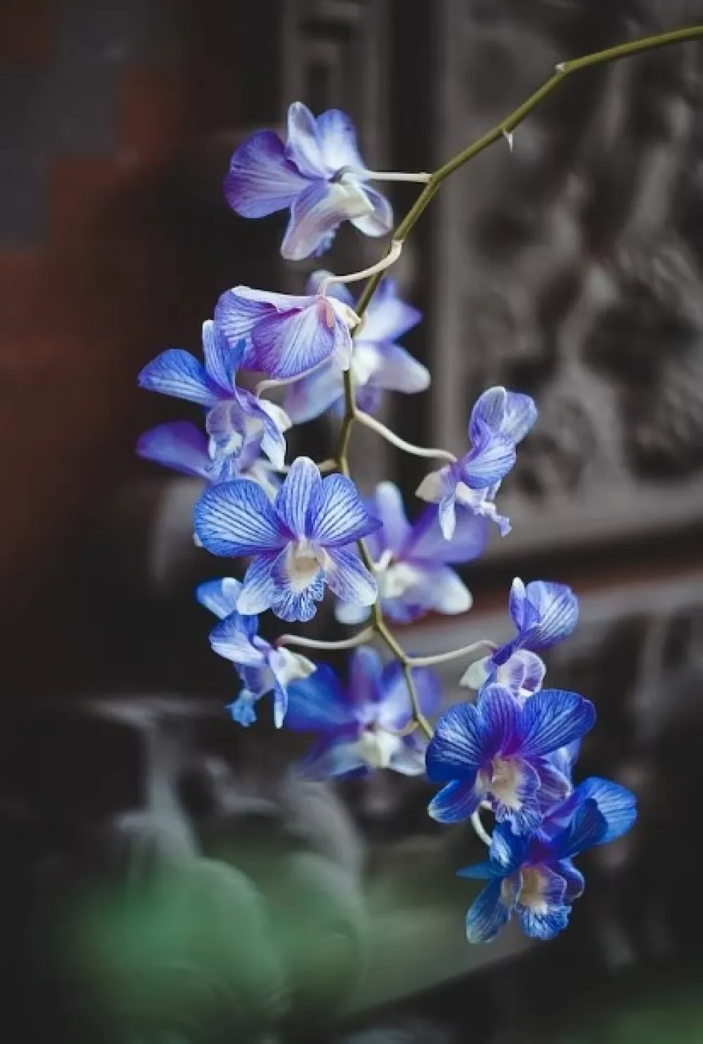 Osam načina da natjerate orhideje da cvjetaju tri puta godi&scaron;nje