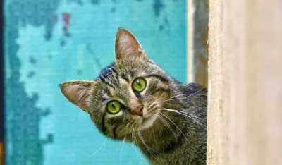 Da li mačke zaista odlaze iz doma kako bi uginule u samoći