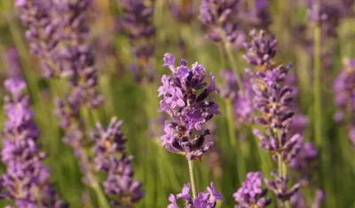 Лаванда се може засадити из расада