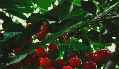 Tre&scaron;nje, ilustracija