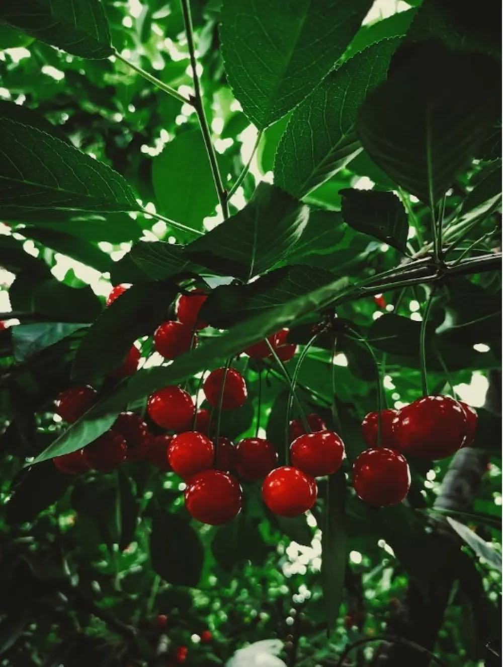 Tre&scaron;nje, ilustracija