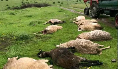 Napadi vukova na području bjelopoljske op&scaron;tine sve če&scaron;ći, stočari nemoćni