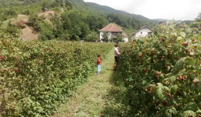 Ki&scaron;a prepolovila rod, otkupna ciјena maline niska