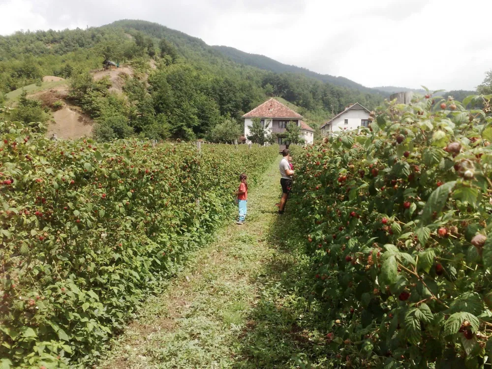 Ki&scaron;a prepolovila rod, otkupna ciјena maline niska