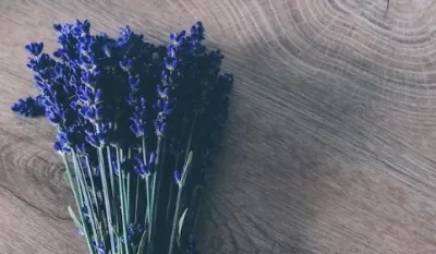 Ove dvije biljke mogu vas spasiti ujeda komaraca