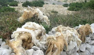 Бачена вуна