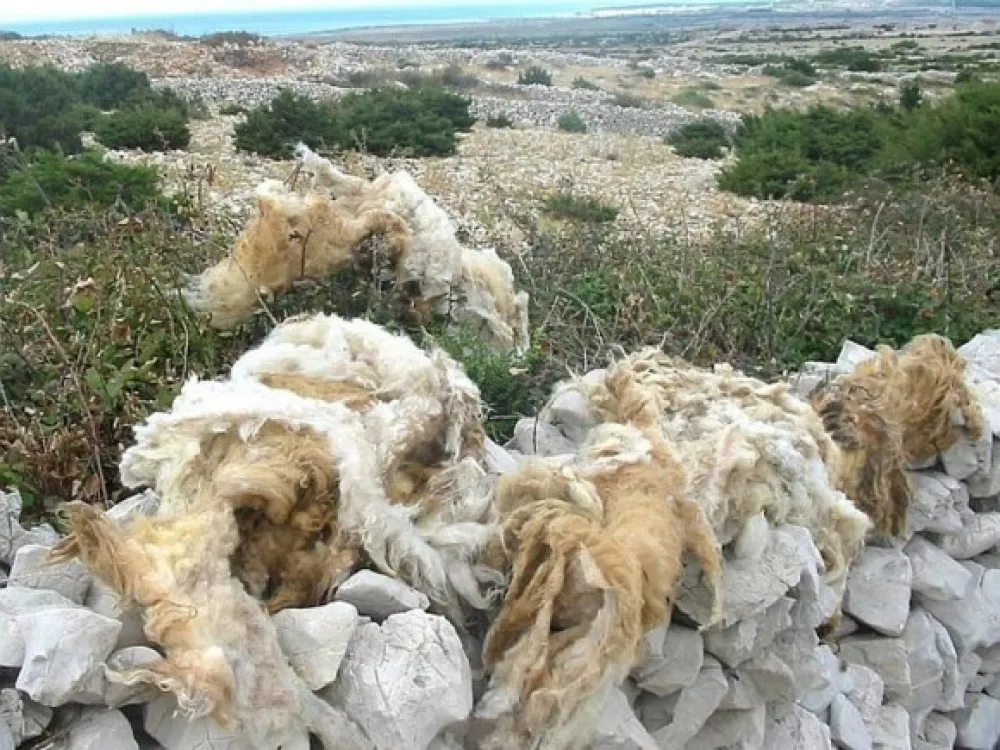 Бачена вуна