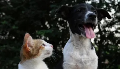 Ko je inteligentniji - psi ili mačke?