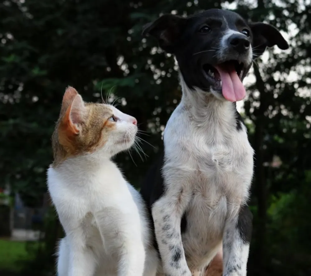 Ko je inteligentniji - psi ili mačke?