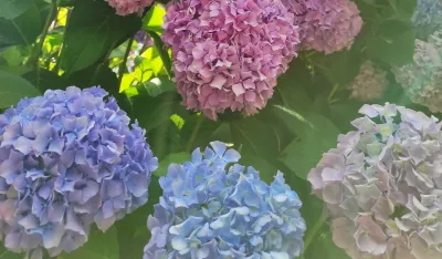 Biljke sa kojima treba biti pažljiv: Otrovne su i nalaze se oko nas