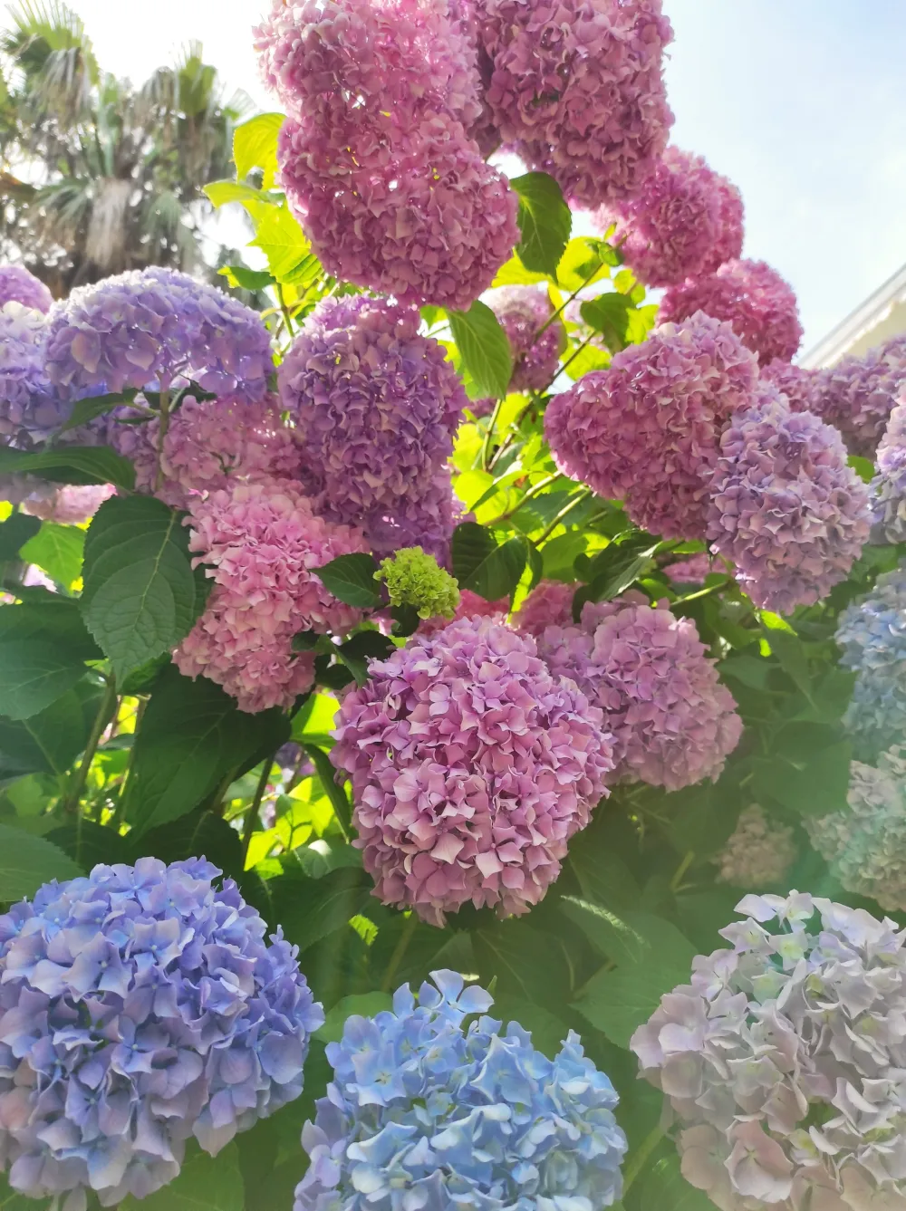 Biljke sa kojima treba biti pažljiv: Otrovne su i nalaze se oko nas