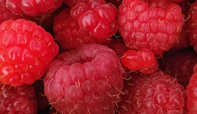 Pekarima i otkupljivačima malina po 300.000 eura