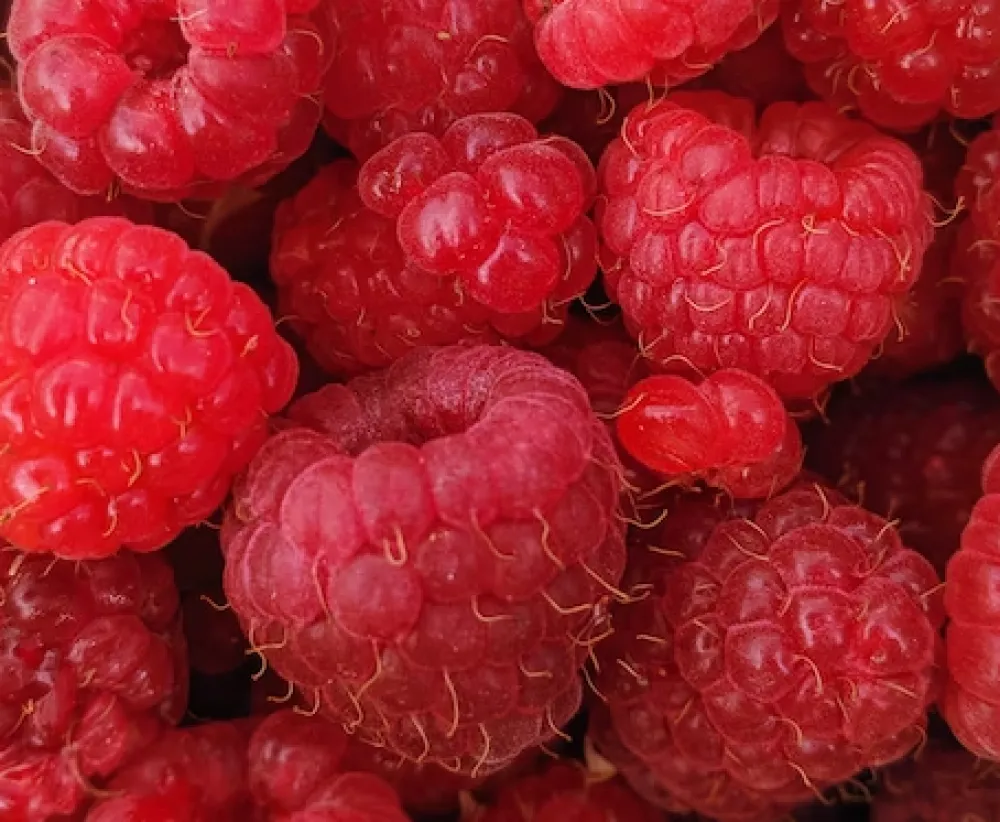 Pekarima i otkupljivačima malina po 300.000 eura