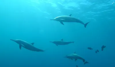 Delfini napravili haos na plaži: Grizli i napadali kupače