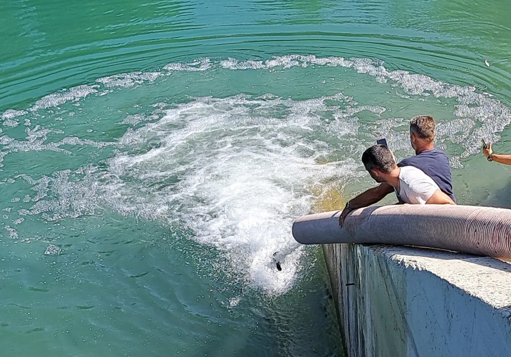 Poribljavanje Pivskog jezera