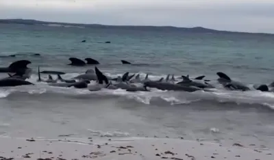(VIDEO) Skoro 100 kitova umire nakon masovnog nasukavanja na obalu