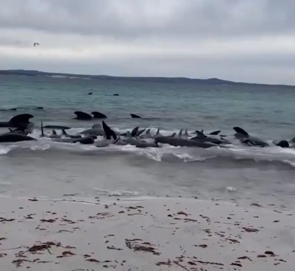 (VIDEO) Skoro 100 kitova umire nakon masovnog nasukavanja na obalu