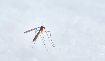 Malarija otkrivena u najvećem njemačkom aerodromu