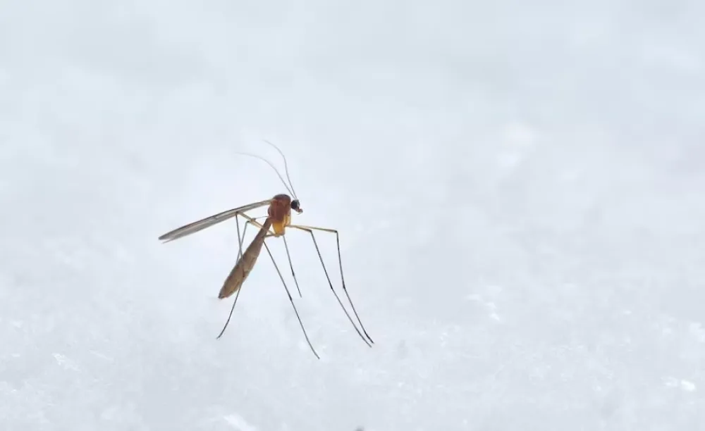 Malarija otkrivena u najvećem njemačkom aerodromu