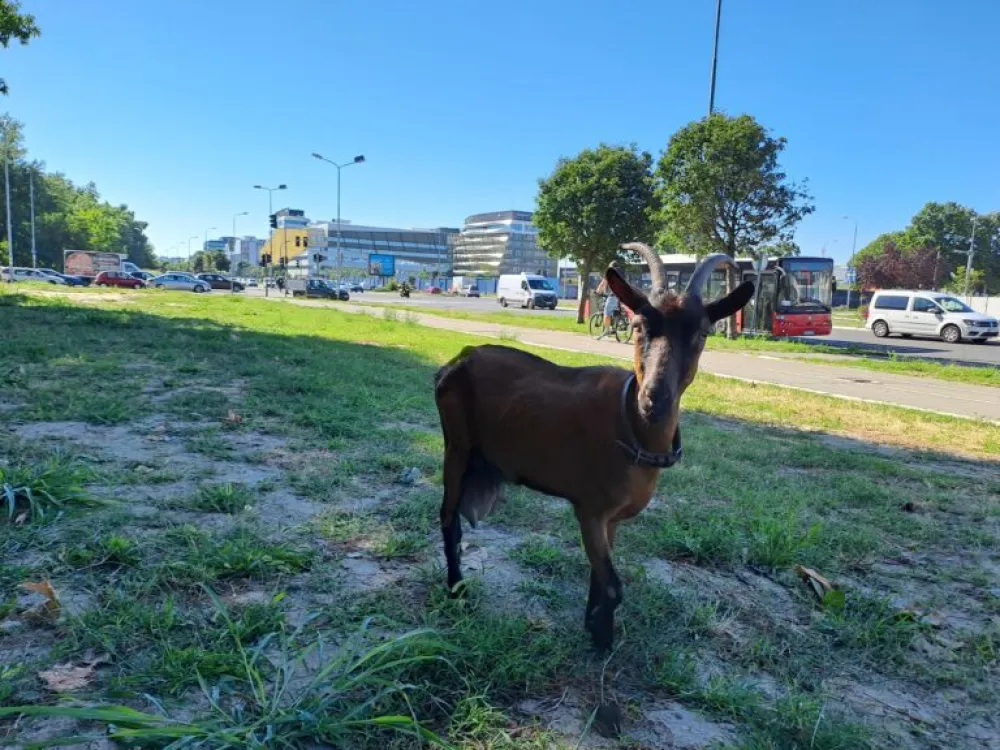 Koza na Novom Beogradu