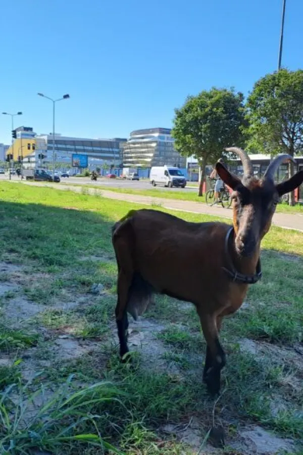 Koza na Novom Beogradu