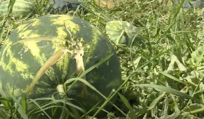 &Scaron;tete zbog ekstremnih vrmenskih prilika najvidljivije u poljoprivredi (Foto: TVCG)