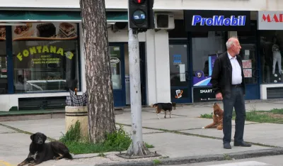Пси луталице у центру Никшића
