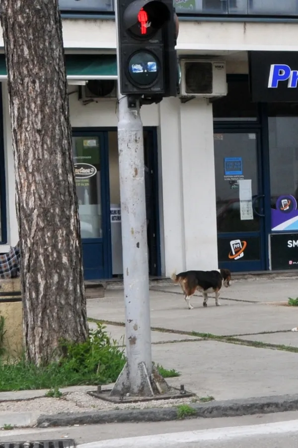 Пси луталице у центру Никшића