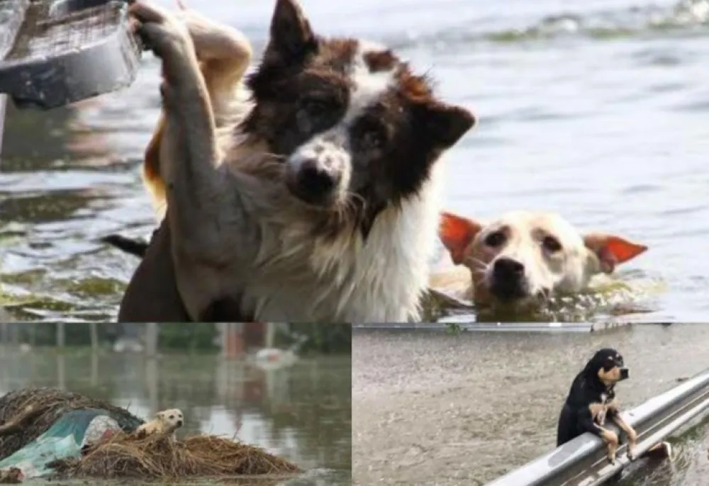 Foto: Humanitarček/Facebook 