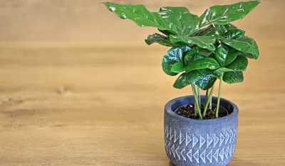 Coffea biljka