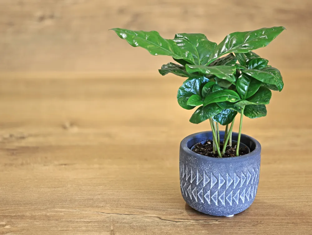 Coffea biljka