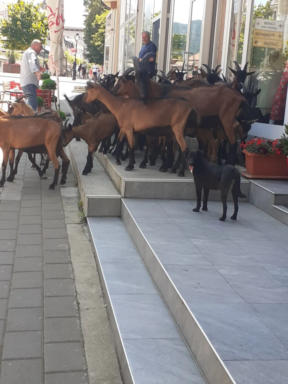 koze u centru Pljevalja