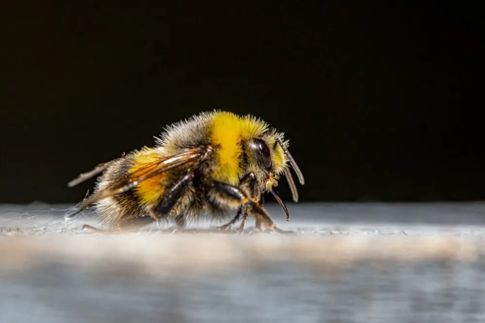 Insekti, ubod