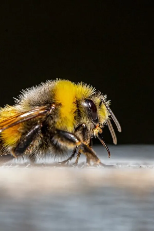 Insekti, ubod