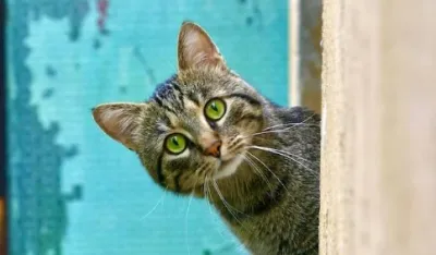 Za&scaron;to mačka povraća hranu: Evo kada se trebate obratiti veterinaru