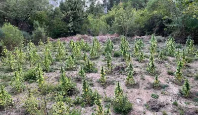 Albanska policija uni&scaron;tila preko 24.000 biljaka kanabisa za 72 sata