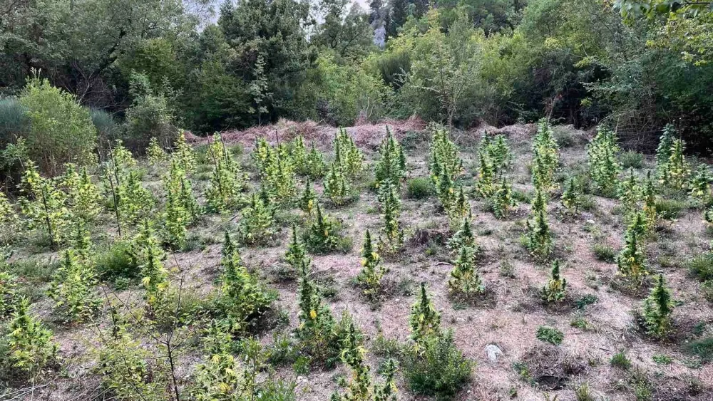 Albanska policija uni&scaron;tila preko 24.000 biljaka kanabisa za 72 sata