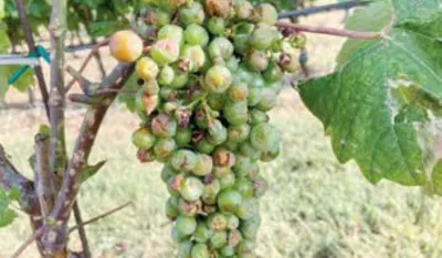 Totalna &scaron;teta i u vinogradima