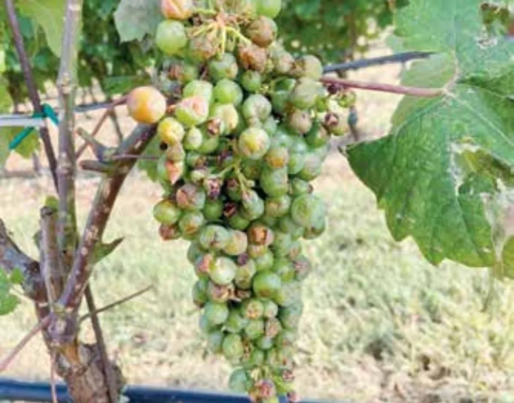 Totalna &scaron;teta i u vinogradima