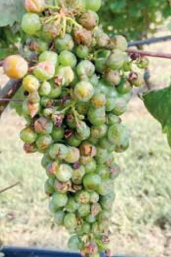 Totalna &scaron;teta i u vinogradima
