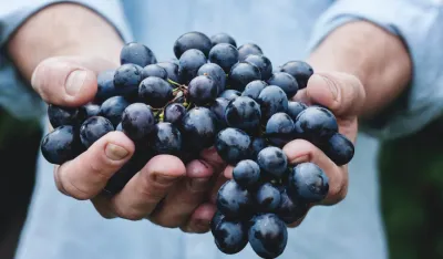 Italija odobrila dolazak 40 hiljada sezonaca prije berbe