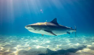 Ajkula napala surfera, povrijeđeni u kritičnom stanju