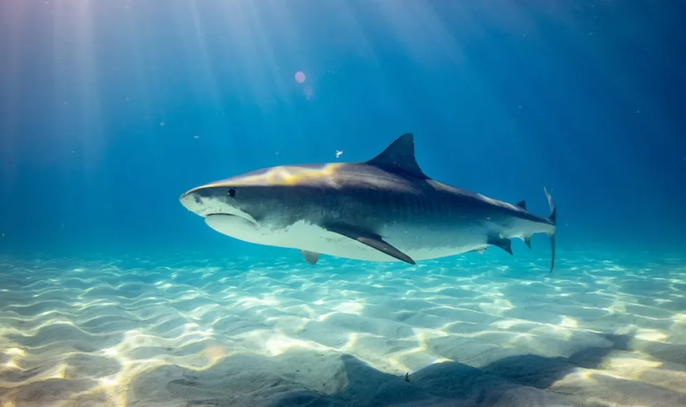 Ajkula napala surfera, povrijeđeni u kritičnom stanju