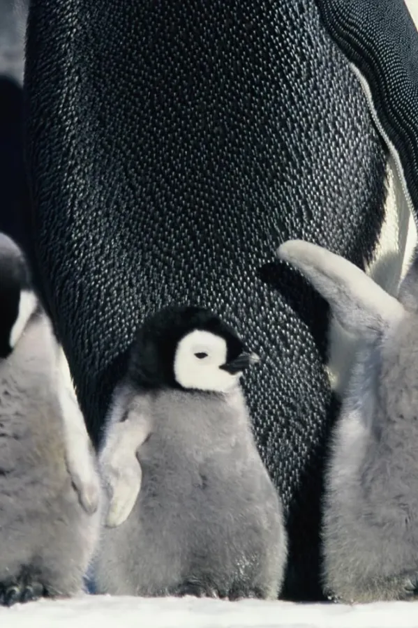 Mesto: ANTARKTIK<br>Datum: 24.06.2005<br>Dogadjaj: pingvini na Antarktiku<br>Licnosti: <br>