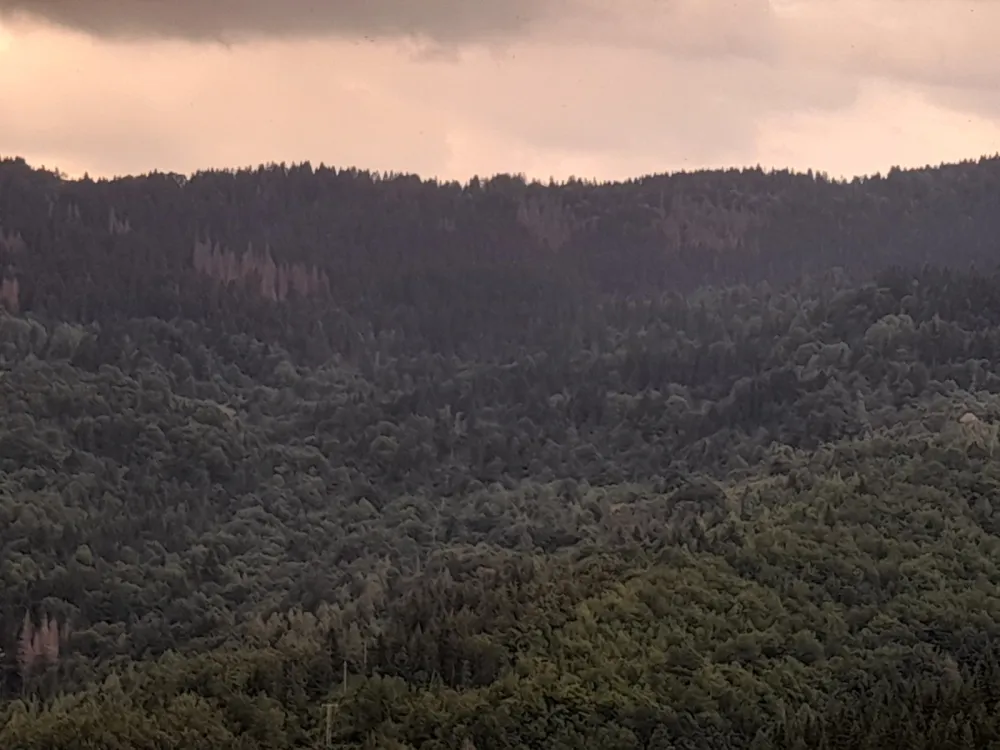 Шуме на Ковачу познате по квалитету