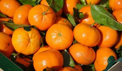mandarine mandarine